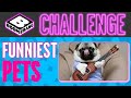 Boomerang Challenge Funniest Pets Boomerang UK