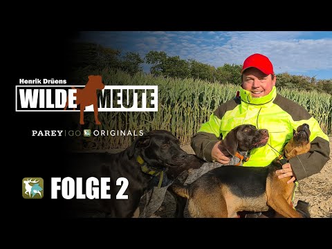 Henrik Drüen's Wild Pack | Pack Training: Hunting Wild Boar in Cornfields | Episode 2