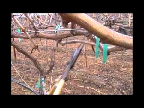 How to Prune a Cordon-Style Grapevine