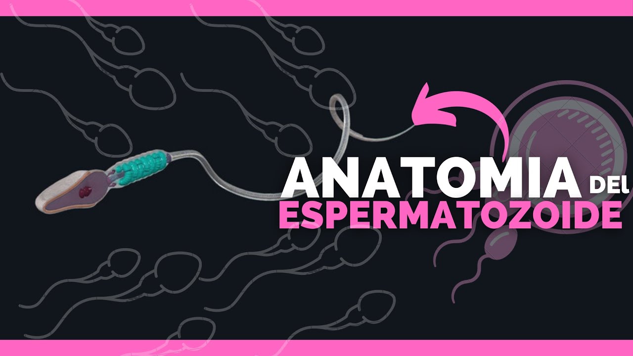 ✅ANATOMIA DEL ESPERMATOZOIDE | TODAS SUS PARTES | Anatomia en Enfermeria