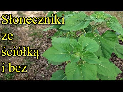 Ogrodowe pierdamony 14 - słoneczniki ze ściółką i bez