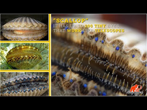 200 TINY EYES “Scallop”, that work like Telescopes | The most complex of creatures.