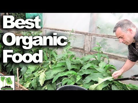 HOW to make COMFREY fertilizer At Home- The Very BEST Way!