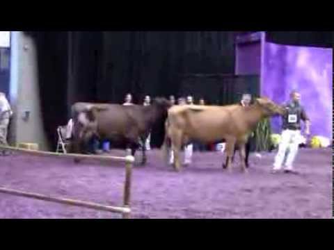 International Ayrshire Show Champions at World Dairy 2013