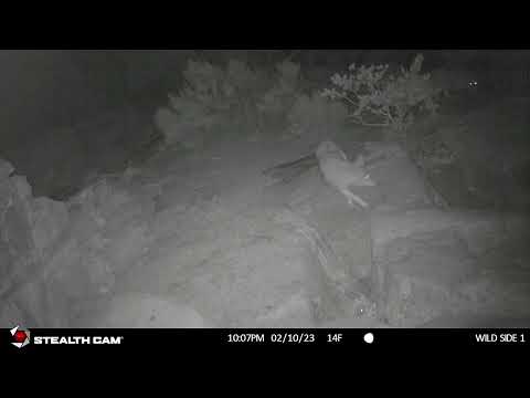 bobcat vs coyotes