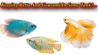 இரண்டு மீனையும் ஒன்றாக வளர்க்கலாமா? Keeping Betta And Gourami In Same Tank?... / Fish Aquarium Tamil