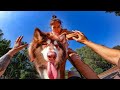 ANGRY DOG Vs PARKOUR THIEF Epic Parkour Chase POV