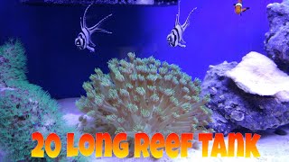 How to setup a 20 gallon long reef tank, Green Flowerpot Coral