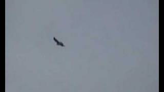 preview picture of video 'Large bird of prey on Robinson Crusoe Island.'