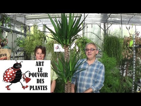, title : 'Conseil jardinage:yucca elephantipes:comment faire l'entretien et arrosage:Plante verte d'intérieur'