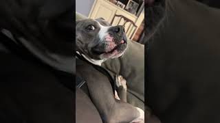 Video preview image #1 Mutt Puppy For Sale in Lockport, NY, USA