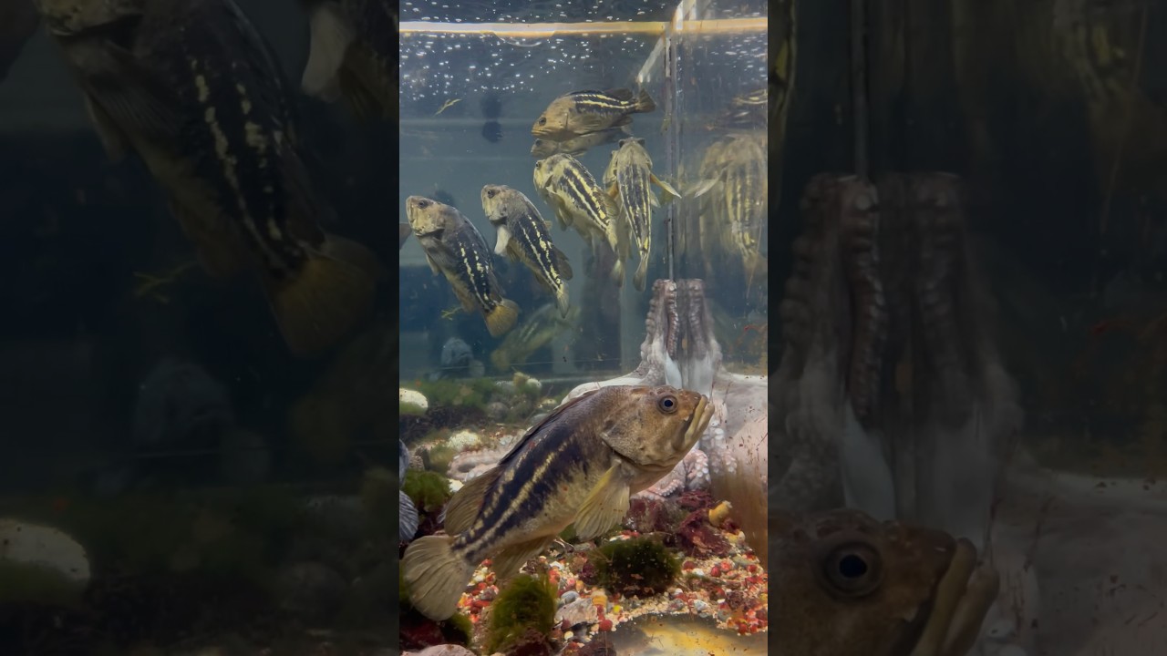 YouTube Short thumbnail