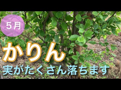 庭にエキゾチックな香りを吹き込むために、カリンの木をいつ剪定すればよいでしょうか?  庭園