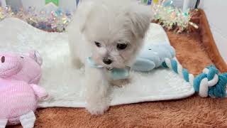 ハーフ犬の動画01