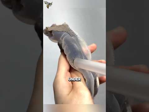 The Simple Trick Helps Geckos Shed Safely #animalfacts #wildlife #facts