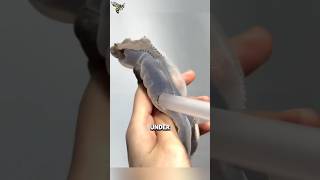The Simple Trick Helps Geckos Shed Safely #animalfacts #wildlife #facts
