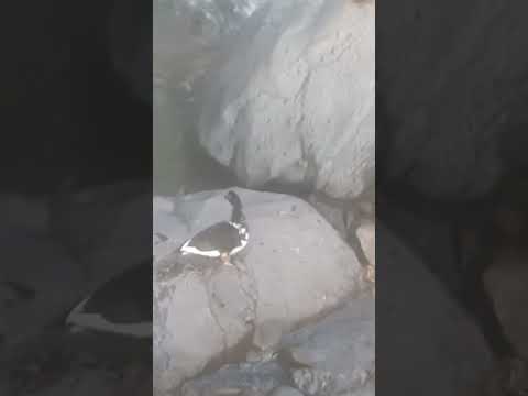 Río Tamulasco en Municipio Las Vueltas . Chalatenango