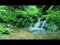 Majestic Birdsong Natural Spring Water Flowing Under The Big Forest Beautiful Nature ASMR