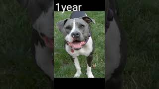 Pitbull dog growth 🐕🐶#like#subscribe