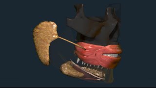 Apparato digerente 04: Ghiandole salivari