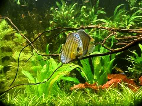 random clips of my fishtank 23 Discus fish in planted tank
