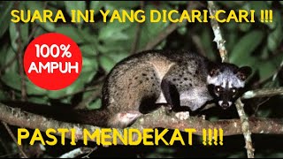 Download lagu SUARA PEMANGGIL MUSANG PANDAN 🔴DURASI PANJANG🔴 mp3