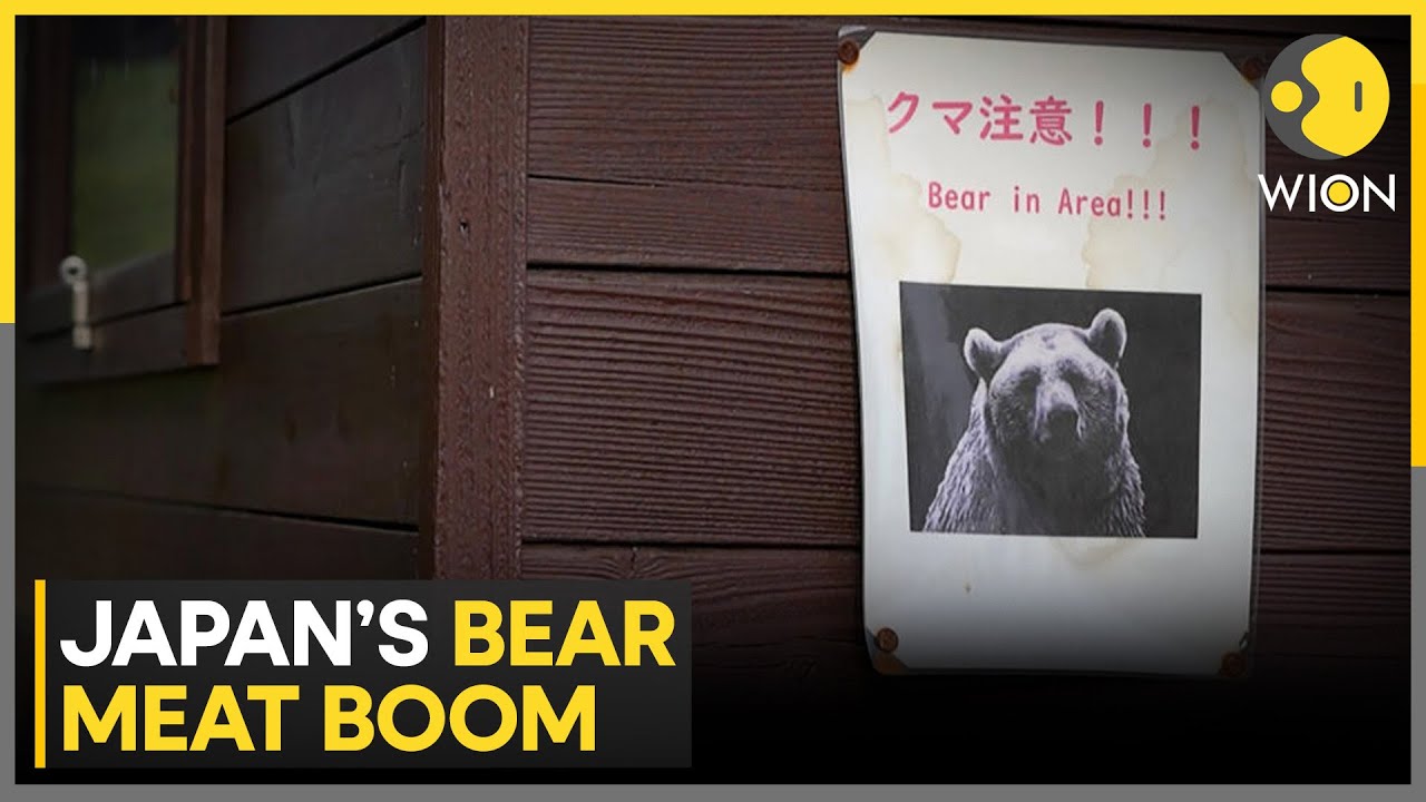 Japan's Bear Crisis: Deadly Bear Attacks Fuel Demand for Bear Meat in Japan | WION