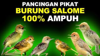 Download lagu PANCINGAN PIKAT SUARA BURUNG PRENJAK SALOME mp3 Download lagu PANCINGAN PIKAT SUARA BURUNG PRENJAK SALOME mp3