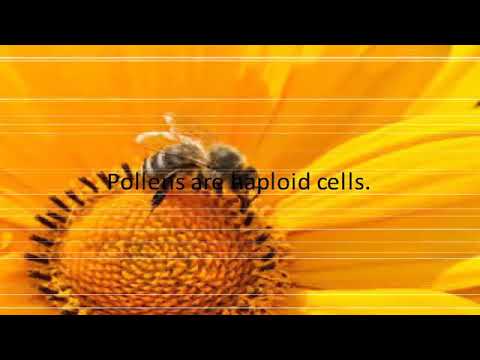 Difference Between Pollen and Nectar2