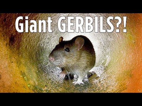 GIANT Gerbil PLAUGE in China - China Uncensored Video