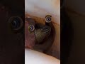 Conch Snail Big Hypnotic Eyes @slinginsteel @littlefishhub | Falcon Aquarium Services