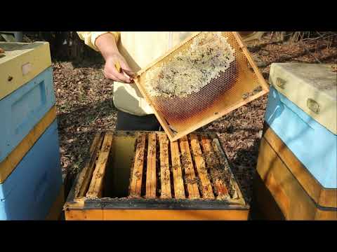 ABC pasieki cz. 3 - główny przegląd wiosenny. Co sprawdzać? Jak ocenić siłę rodziny?