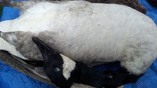 How To Prepare And Cook A Canada Goose. TheScottReaProject.