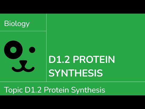 D1.2 Protein Synthesis [IB Biology SL/HL]