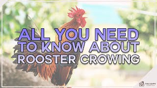 ROOSTER CROWING, WHYYY. No seriously watch to find out why they do it and more...