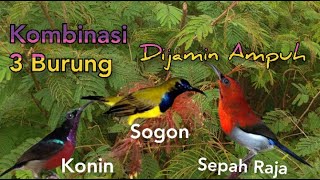 Download lagu Suara Pikat Sogon Konin Sepah Raja Dijamin Ampuh mp3