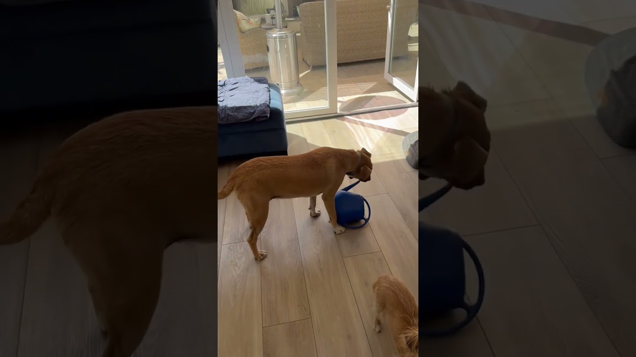 Boots, a Adoptable mixed breed in San Diego, CA video 6/6