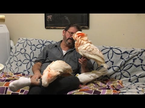 How to Improve Welfare | Ep.30: Parrot Health and Happiness | Cockatude: Cockatoos with Attitude