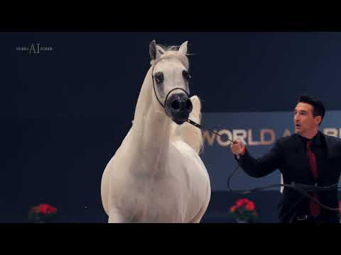 ALEXXANDERR - Senior Stallions Class Winner, 2022 Paris Arabian Horse World Championship