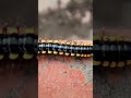 #millipede #shorts