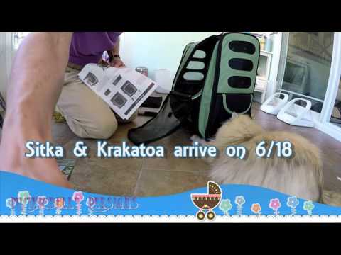 16 06 05 A new Pet Gear carrier to pickup two kittens