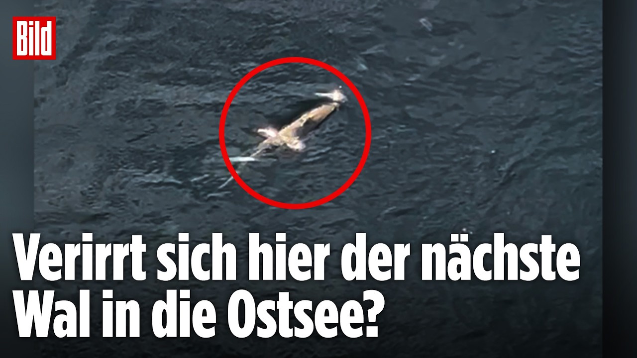 Nach Timmy-Krimi: Schon wieder! Wal verirrt sich in die Ostsee