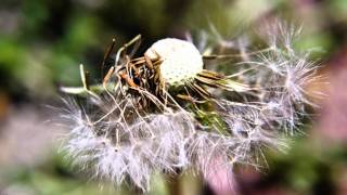 [ Charles Belfor ] - &quot;Fleeting Happiness&quot;, Music for Solo Horn &amp; Synthesizer (2012)