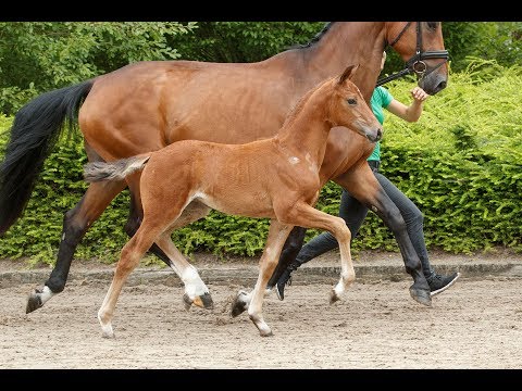 SF v. Vitalis - Fidertanz