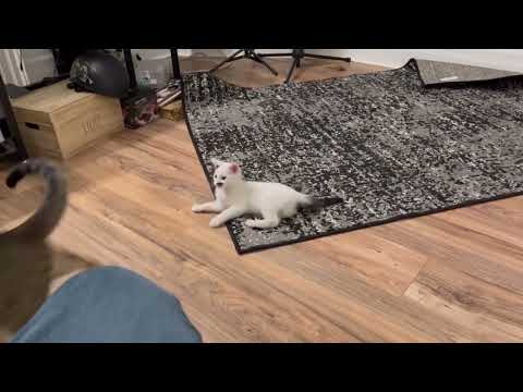 Cat fight, Joey Styles