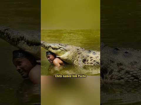 The Man Who Loved a Crocodile