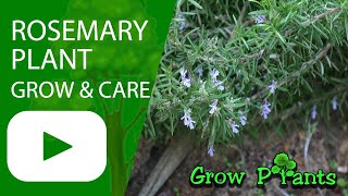 Rosemary plant - grow, care & eat (Salvia rosmarinus)