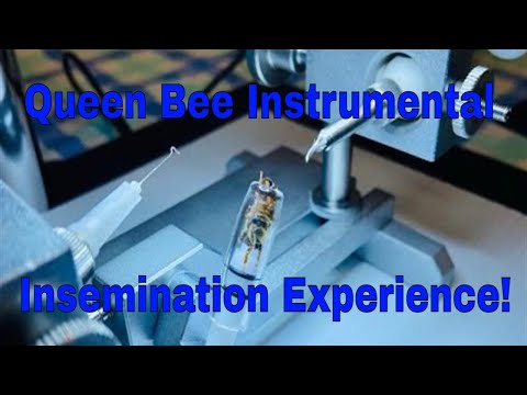 Queen Bee Instrumental Insemination Experience!