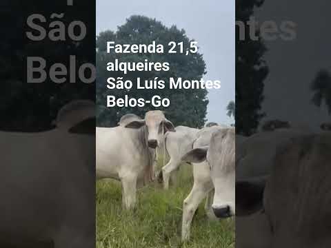 62-9-8305-7960 - FAZENDA 21,5 ALQUEIRES #fazenda #gado #df