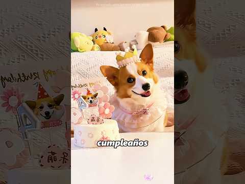 Este corgi le trajo una esposa a su dueño#shorts